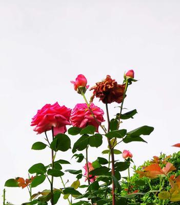 玫瑰属于什么植物类型？它是如何分类的？