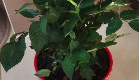 玫瑰属于什么植物类型？它是如何分类的？