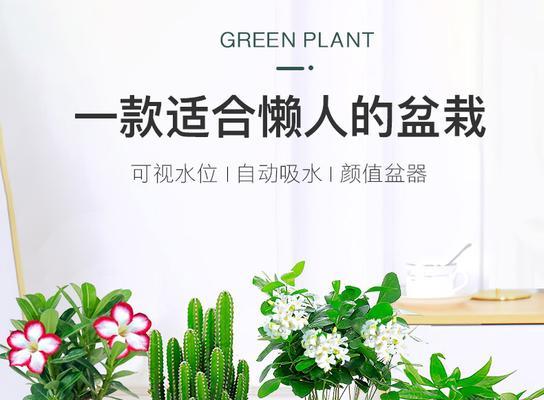 玫瑰水培好还是土培好？哪种方法更适合家庭养护？