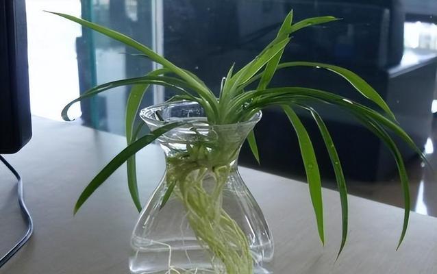 玫瑰水培好还是土培好？哪种方法更适合家庭养护？