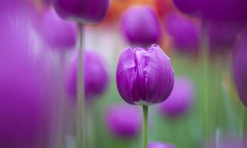 郁金香花代表什么意义？如何解读郁金香的花语？