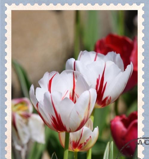 郁金香花代表什么意义？如何解读郁金香的花语？