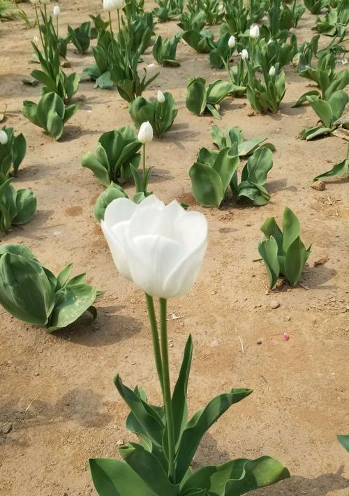 郁金香花语和寓意是什么？适合送给哪些人？