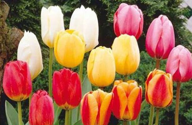 郁金香花语是什么？它代表了哪些意义？