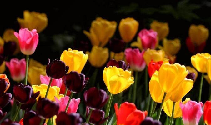 郁金香花语是什么？如何表达爱意和祝福？
