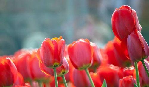 郁金香花语是什么？如何表达爱意和祝福？