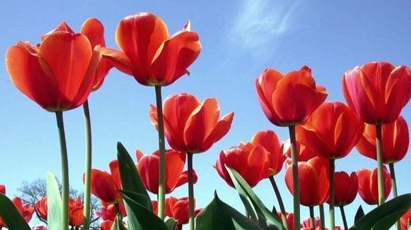 郁金香花语代表什么？不同颜色郁金香的含义有哪些？