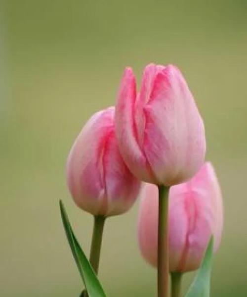 郁金香花语代表什么？不同颜色郁金香的含义有哪些？