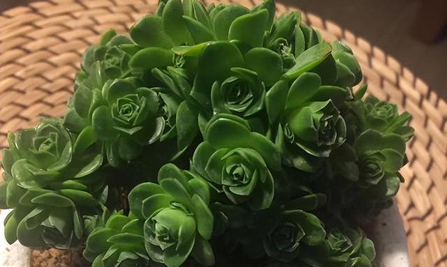 玫瑰种球如何保存？最佳种植时间是什么时候？