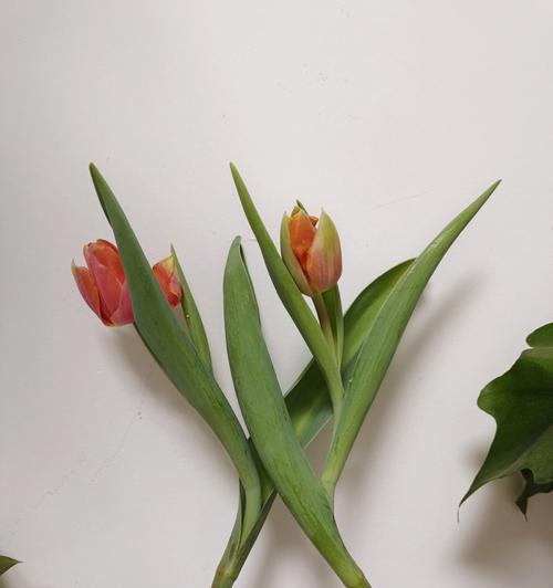 郁金香什么时候开花？如何养护以及花语含义是什么？