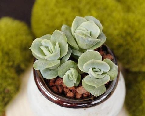 玫瑰什么时候种植最好？生长周期有哪些阶段？