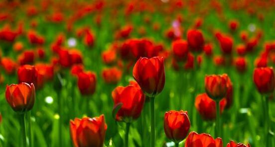 郁金香代表什么花语？如何解读郁金香的花语含义？
