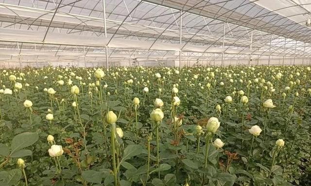 玫瑰种植条件是什么？生长条件与温度要求有哪些？