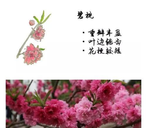 梅菜和橄榄菜一样吗？它们之间有什么区别？