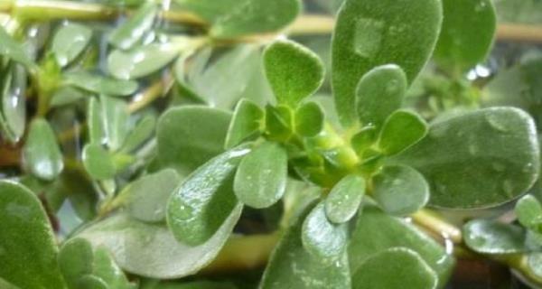 梅菜和橄榄菜一样吗？它们之间有什么区别？