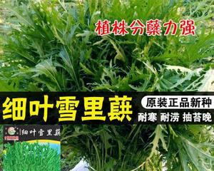 梅菜和雪里红有什么区别？两者是否相同？