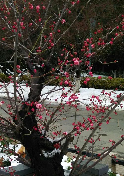 梅菜和雪里红有什么区别？两者是否相同？