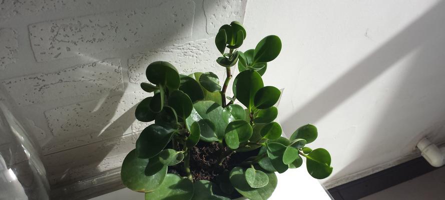 梅豆角不开花是什么原因？如何解决？