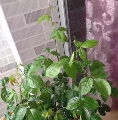 梅豆角不开花是什么原因？如何解决？