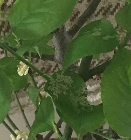梅花不长叶子怎么办？如何正确处理和恢复植物健康？