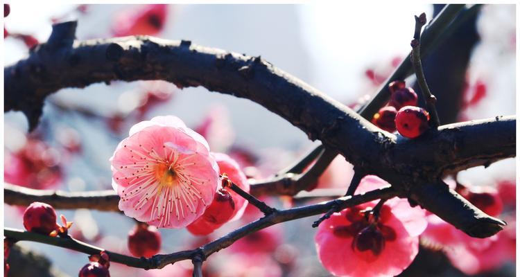 梅花通常生长在哪些地方？如何识别梅花的生长环境？