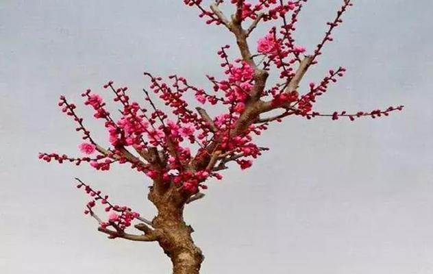 梅花通常生长在哪些地方？如何识别梅花的生长环境？