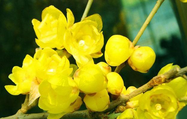 梅花通常生长在哪些地方？如何识别梅花的生长环境？