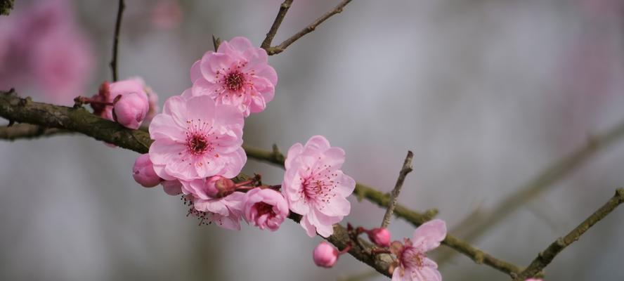 梅花春天开花吗？如何正确养护以确保花期？