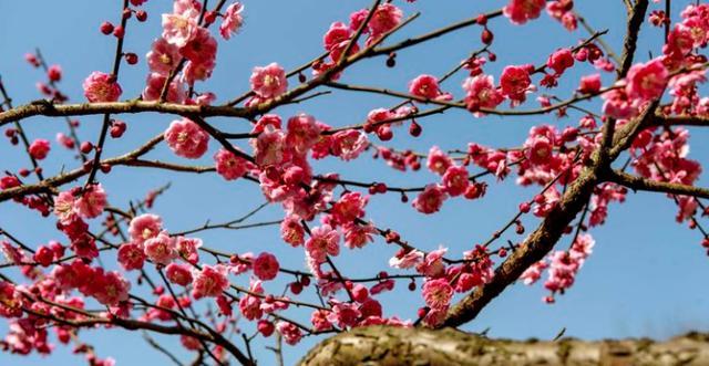 梅花春天开花吗？如何正确养护以确保花期？