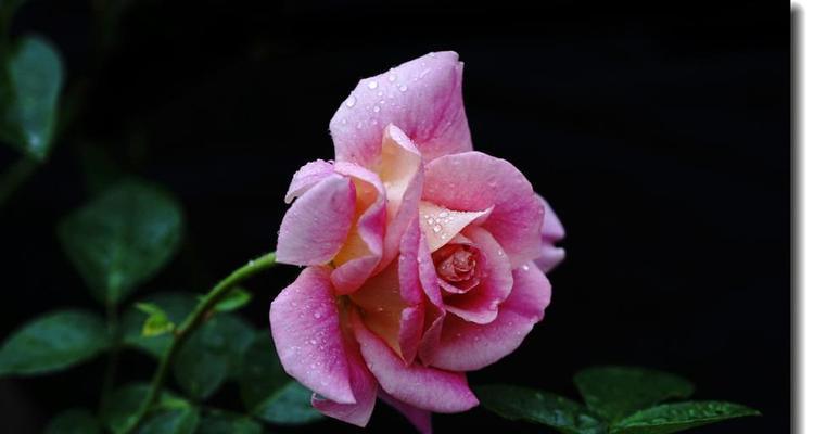 月季花的花语是什么？月季花寓意有哪些常见问题？