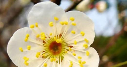 梅花代表什么花语？梅花的花语含义有哪些？