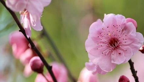 梅花代表什么花语？梅花的花语含义有哪些？