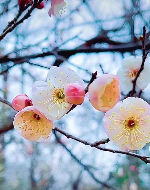 梅花代表什么花语？梅花的花语含义有哪些？