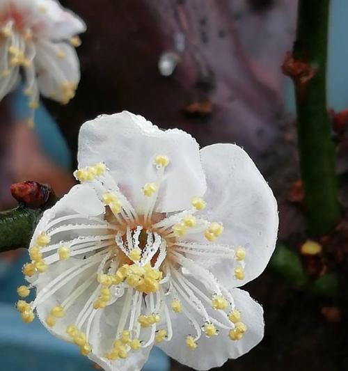 梅花的根是什么样子的？如何识别梅花的根系特征？