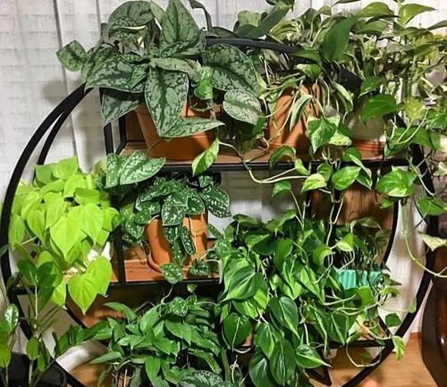 梅花的根是什么样子的？如何识别梅花的根系特征？