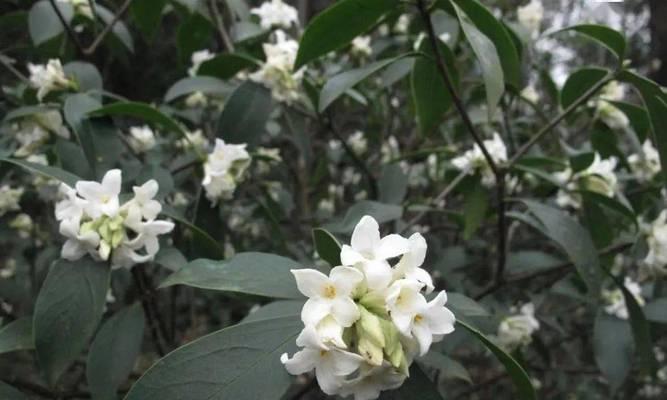 梅花的根是什么样子的？如何识别梅花的根系特征？