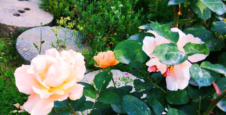 月季花花语是什么？了解月季花的寓意和象征意义