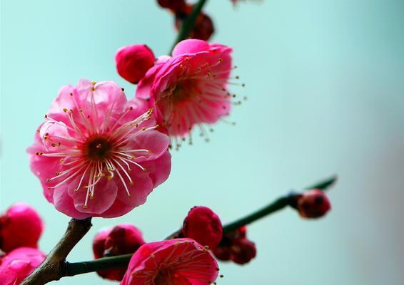梅花什么时候开花？如何确定梅花的最佳观赏期？