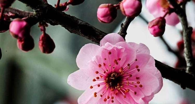 梅花的花是什么颜色？梅花有哪些不同的颜色种类？