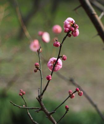 梅花的花是什么颜色？梅花有哪些不同的颜色种类？