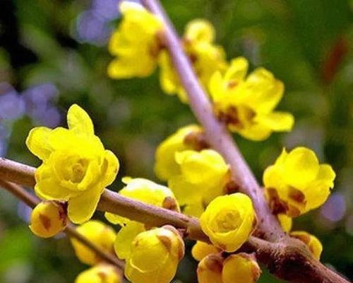 梅花的花是什么颜色？梅花有哪些不同的颜色种类？