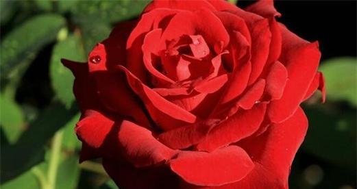 月季花的花语有哪些？如何表达爱意和友谊？