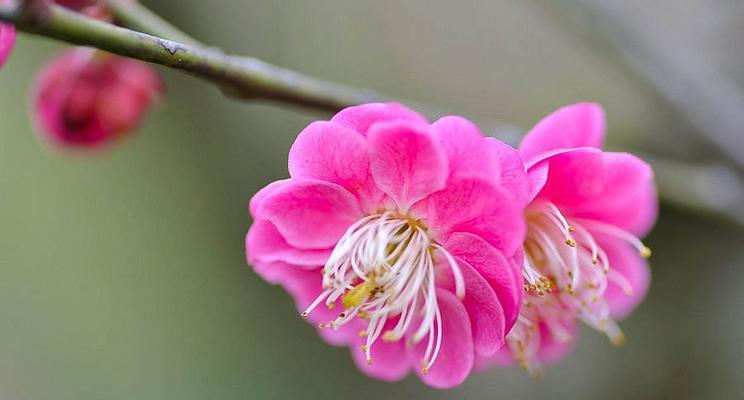 梅花的花语是什么意思？梅花象征寓意有哪些？