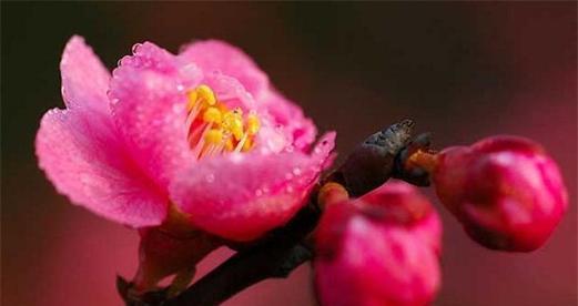 梅花象征着什么品质和精神？如何理解梅花的高洁与坚韧？