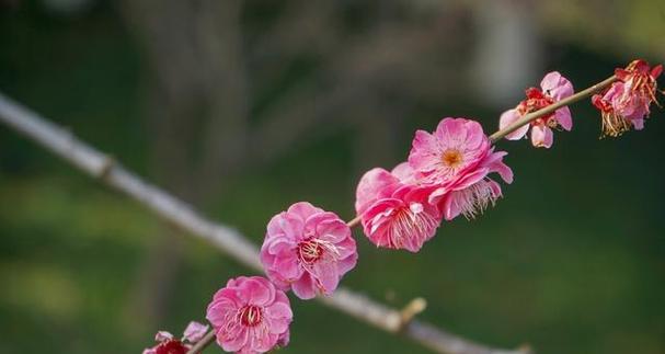 梅花象征着什么品质和精神？如何理解梅花的高洁与坚韧？