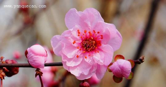梅花如何生长？其生长环境条件有哪些特点？