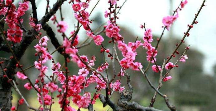 梅花如何生长？其生长环境条件有哪些特点？