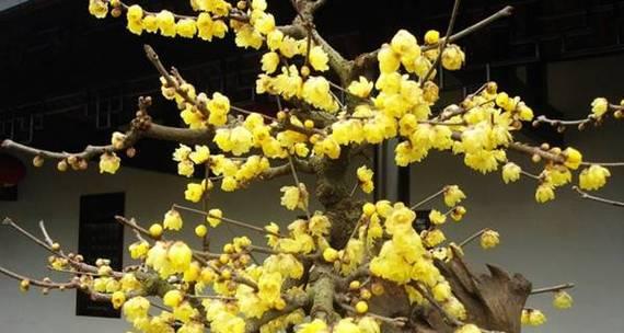 梅花养殖需要注意什么？如何正确养殖梅花？
