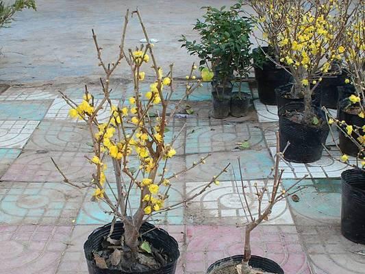 梅花养殖需要注意什么？如何正确养殖梅花？