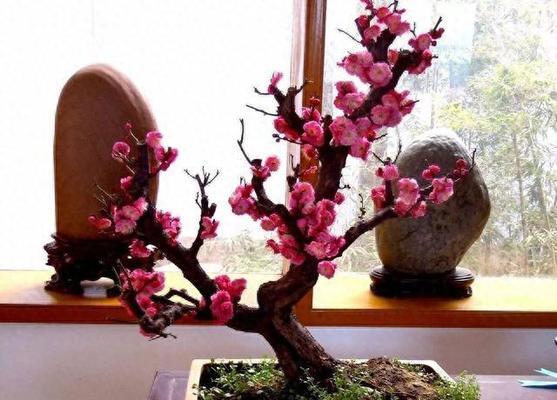 梅花冬天能栽活吗？如何确保成活率高？